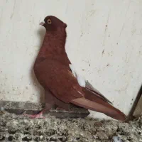 چپی سفید|حیوانات|اهواز, کوی علوی|دیوار