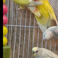 طوطی کوتوله نیمه دستی