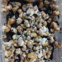 واگذاری حلزون آچاتینا