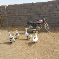فروش غاز و اردک اسرائیلی|حیوانات مزرعه|بالا ولایت, |دیوار