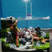 آکواریوم نونو