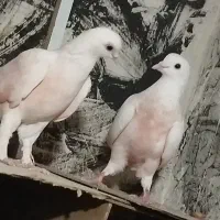 1جفت پرشی ساعتی