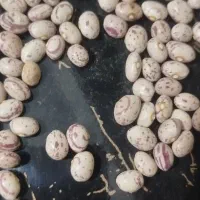 لوبیا چیتی امسال|خوردنی و آشامیدنی|شاهینشهر, شهرک ردانی پور|دیوار