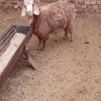 بز جوان دانه ۵۲۰۰|حیوانات مزرعه|تربت جام, معدآباد|دیوار