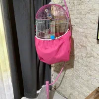 مرغ عشق مولد