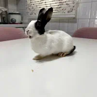 خرگوش