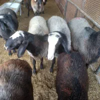 قوچ|حیوانات مزرعه|کهریزک, |دیوار