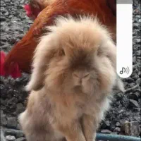 خرگوش های لوپی لوپی تربیت شده|موش و خرگوش|کرج, کیانمهر|دیوار