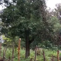 یسوال داشتم  راهنمایی در مورد جهاد کشاورزی