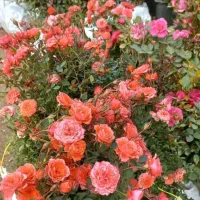 انواع گل و گیاه گل فروشی هاشمی