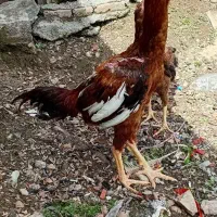 جوجه خروس لاری