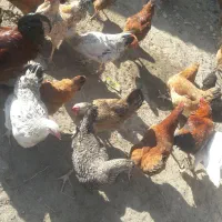 فروش مرغ خروس محلی|حیوانات مزرعه|چمستان, |دیوار