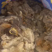 پشم گوسفندی