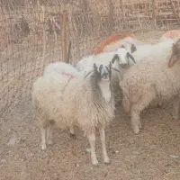 ۱۱ عدد بره جفتی ۵۰کیلو|حیوانات مزرعه|ملکشاهی, |دیوار