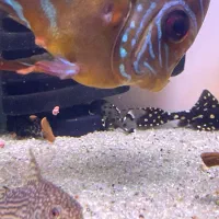 پلکو های خاص کلکسیونی|ماهی|کرمان, |دیوار