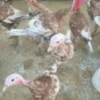 بوقلمون۵عدد و ۶عدد خروس