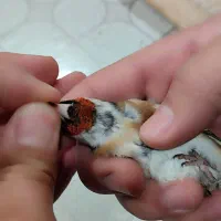 سهره کرواتی سیاه|پرنده|پارسآباد, |دیوار