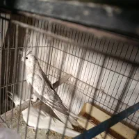 عروس هلندی مولد