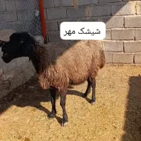 بزچاق بره ماده شاخی شیشک تقلی داشتی
