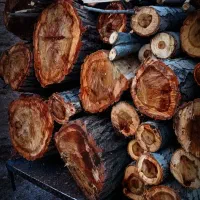 خرید همه نوع درخت و چوب،چوب سقفی با بالاترین قیمت