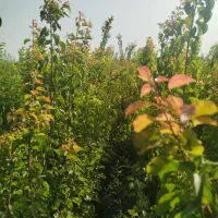 خریدنهال از تولید کننده|خدمات باغبانی و درختکاری|مشهد, یوسفیه (شهرک غرب)|دیوار