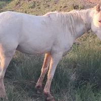 اسب|اسب و تجهیزات اسب‌سواری|کوهرنگ, |دیوار