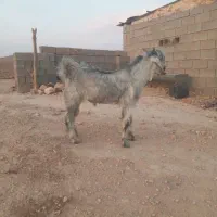 باسلام فروش ۱عدد بزگلابی ۳قلوزا