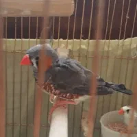 فنچ|پرنده|ارومیه, |دیوار