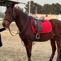 اسب نریون پرشی|اسب و تجهیزات اسب‌سواری|احمدآبادمستوفی, |دیوار