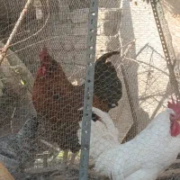 خروس محلی جوان|حیوانات مزرعه|شاندیز, |دیوار