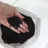 چای لاهیجان