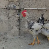 خروس|حیوانات مزرعه|بهارستان, |دیوار