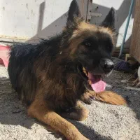 سگ ژرمن شپرد