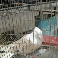 گومشده مژدگانی بگیر