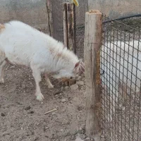 باسلام.   بز نره سانن|حیوانات مزرعه|رزن, |دیوار