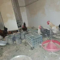 مرغتخم گزار و خروس|حیوانات مزرعه|جنت, |دیوار