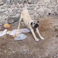 سرابی اصیل|سگ|رشت, حسین آباد|دیوار