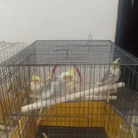 فروشی دونه ای 700مغت