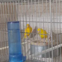 فروش قناری طلایی جفتی