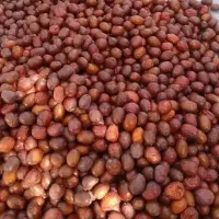 یاقوت سرخ عناب درشت قیمت پایین