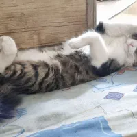 گربه گمشده مژدگانی|حیوانات|مشهد, یوسفیه (شهرک غرب)|دیوار