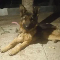 ژرمن