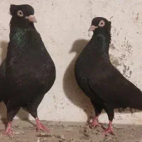 زاغ ابادانی اصل