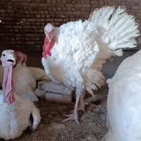 بوقلمون بیوتی گوشتی