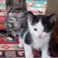 واگذاری گربه