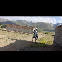 اسب سر دوم گیر