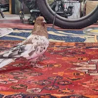 کبوترکله ای شوتری درشت مست|پرنده|خورموج, |دیوار