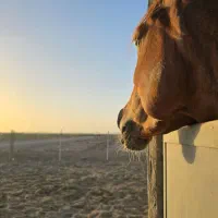 زمین قانونی با ۱۰۰ میلیون|فروش زمین و ملک کلنگی|شاهین‌شهر, شهرک میلاد|دیوار