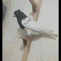 کبوتر|پرنده|شیراز, رکن‌آباد|دیوار