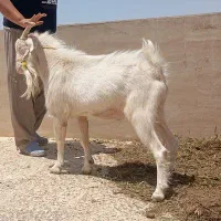 تکه سانن اصیل فرانسوی